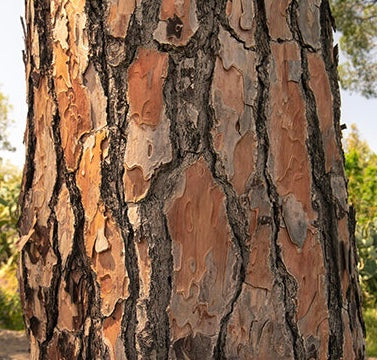 Mediterranean Pine Bark – two times infinity