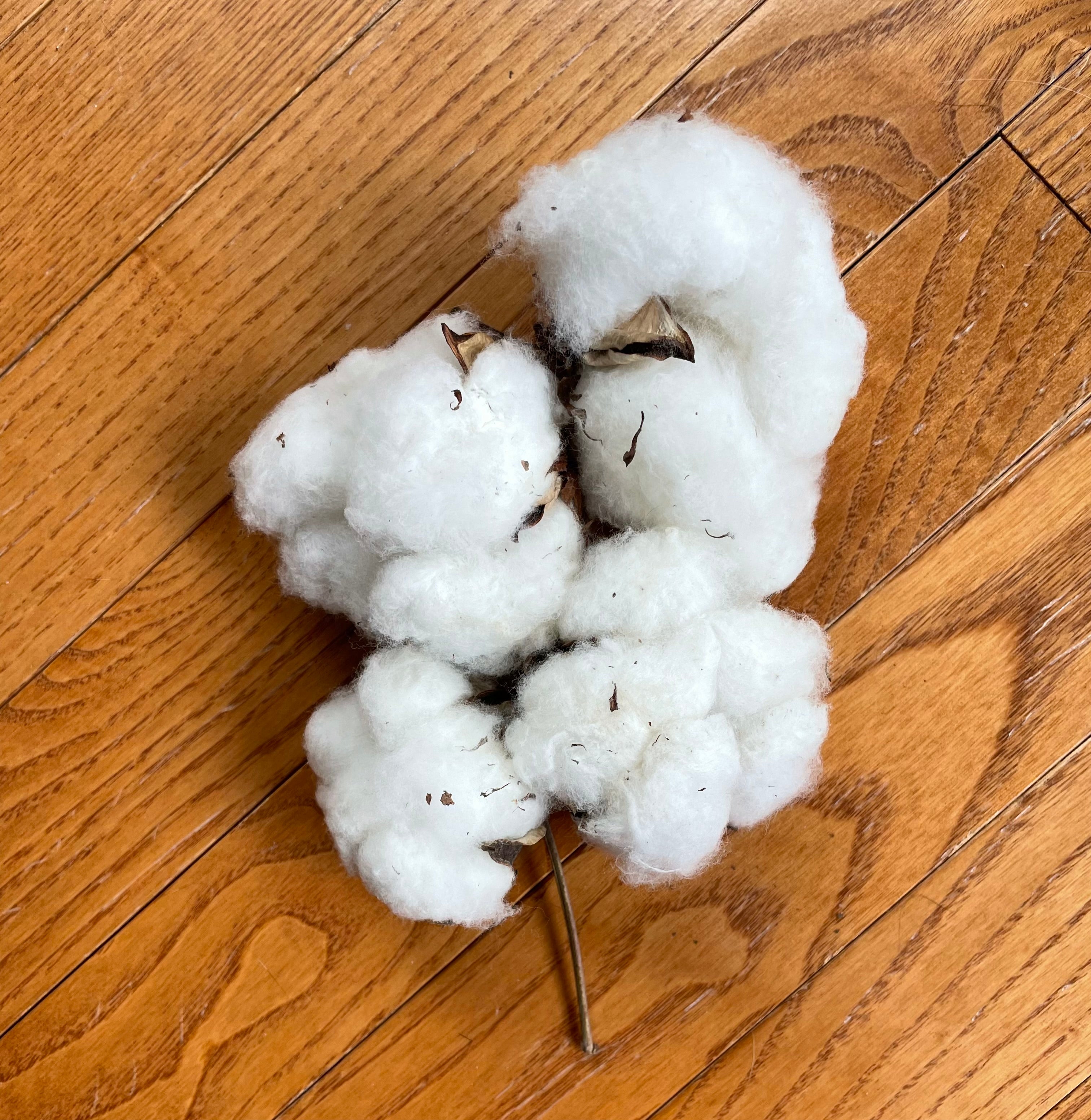 Cotton Bolls. Set of Four